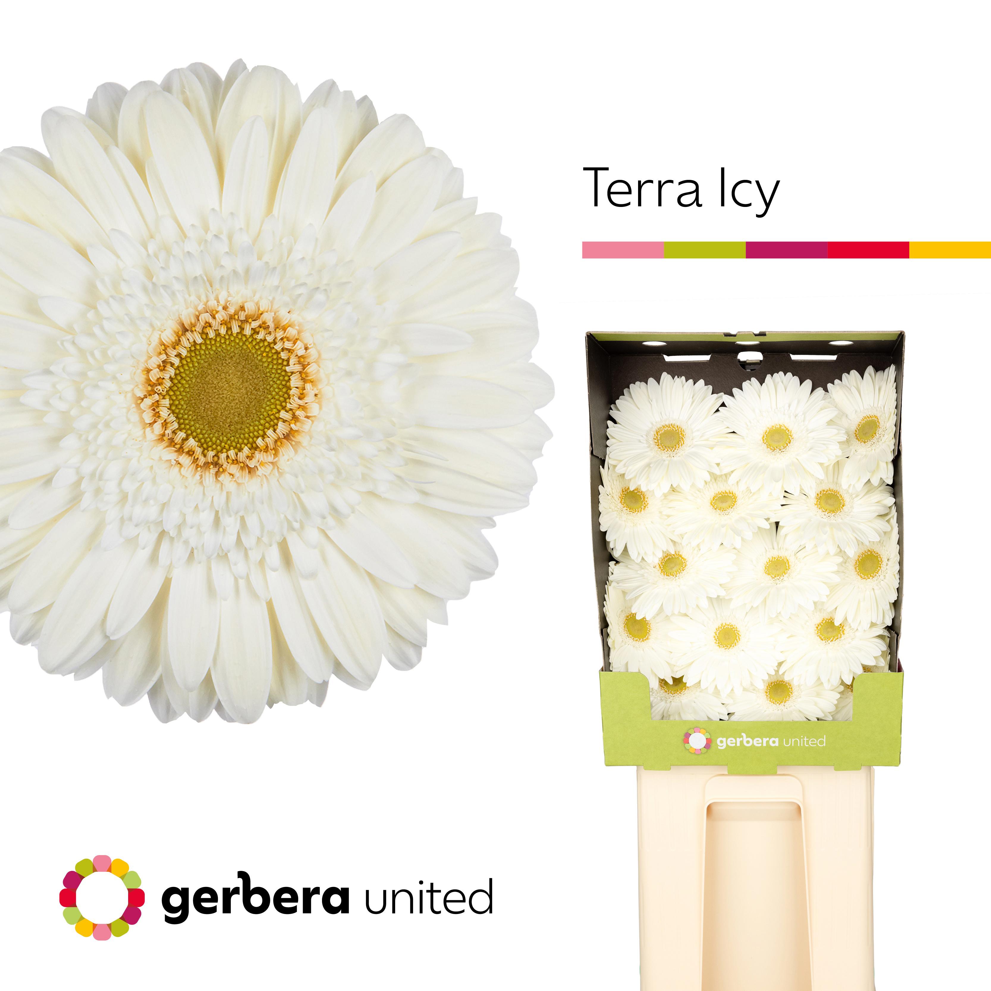 15x Gerb.terra icy 70cm
