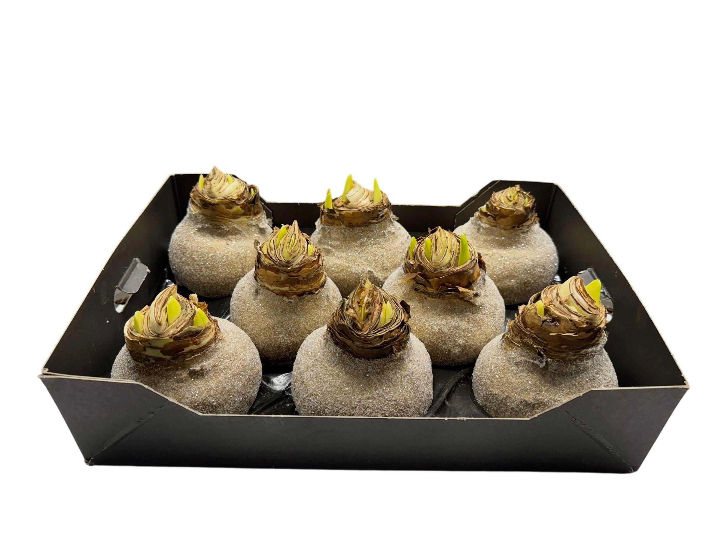 8x Dc wax hipp.goud glitter