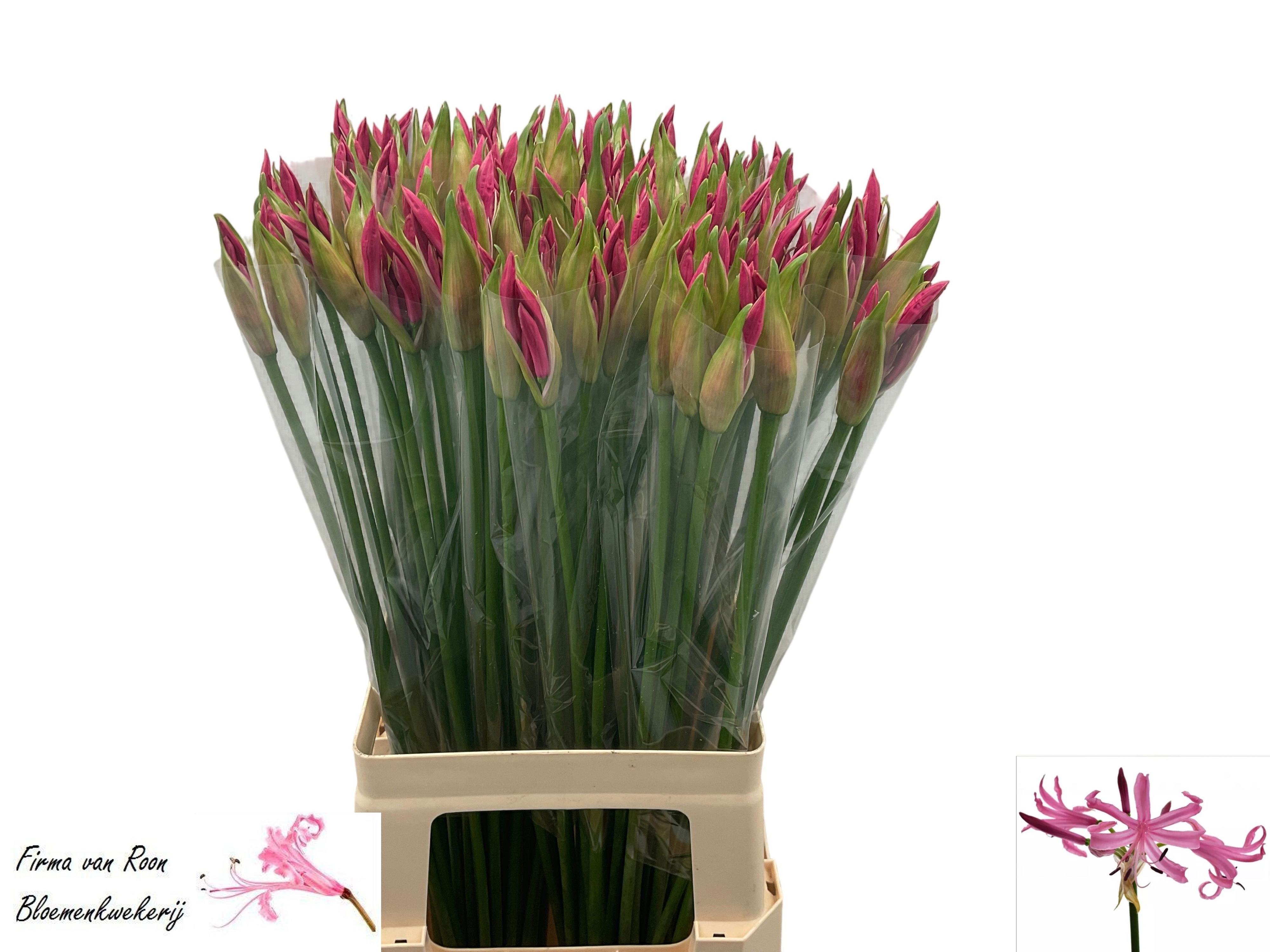 10x Nerine ras van roon 70cm
