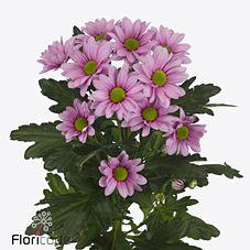 10x Chrysant ballerina pink 70cm