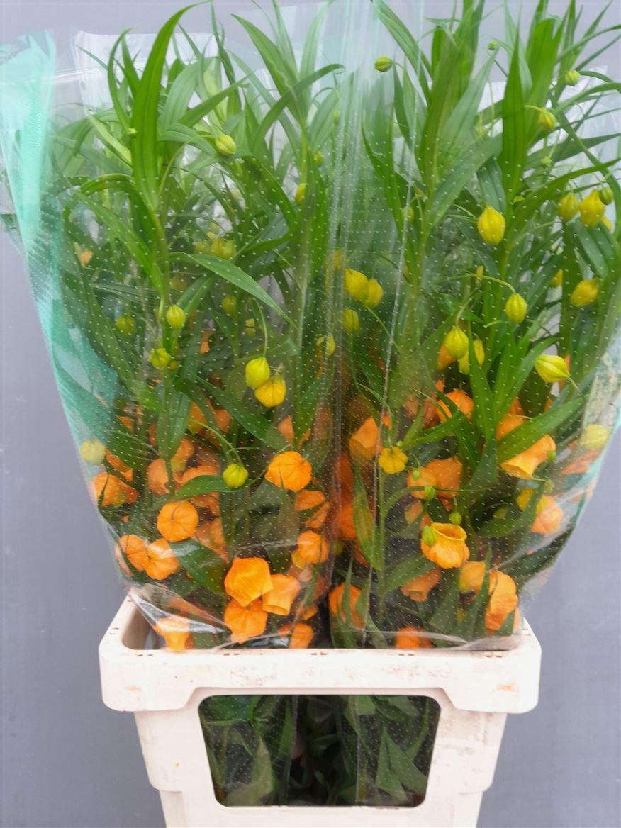 10x Sandersonia 80cm
