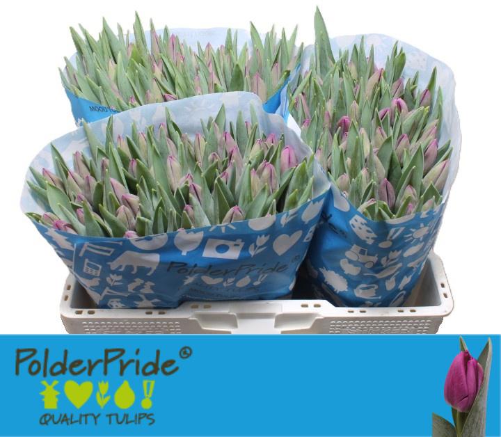 50x Tulipa bullit en 40cm