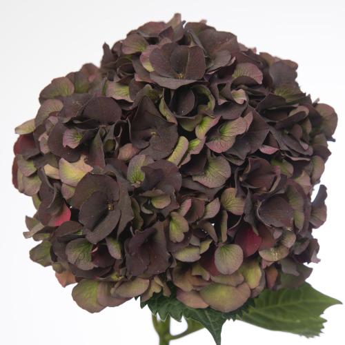 10x Hydr.mag.dark ruby classic 60cm