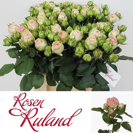 10x Rosa pashmina summerhouse 60cm