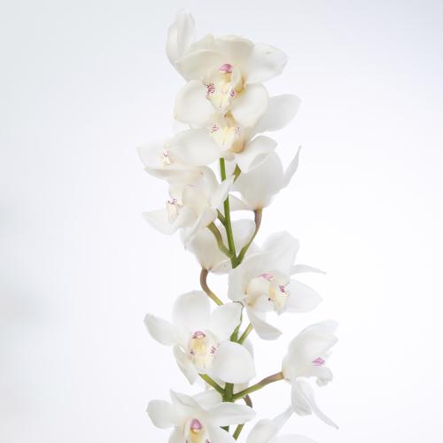 6x Cymb.tak early white 80cm