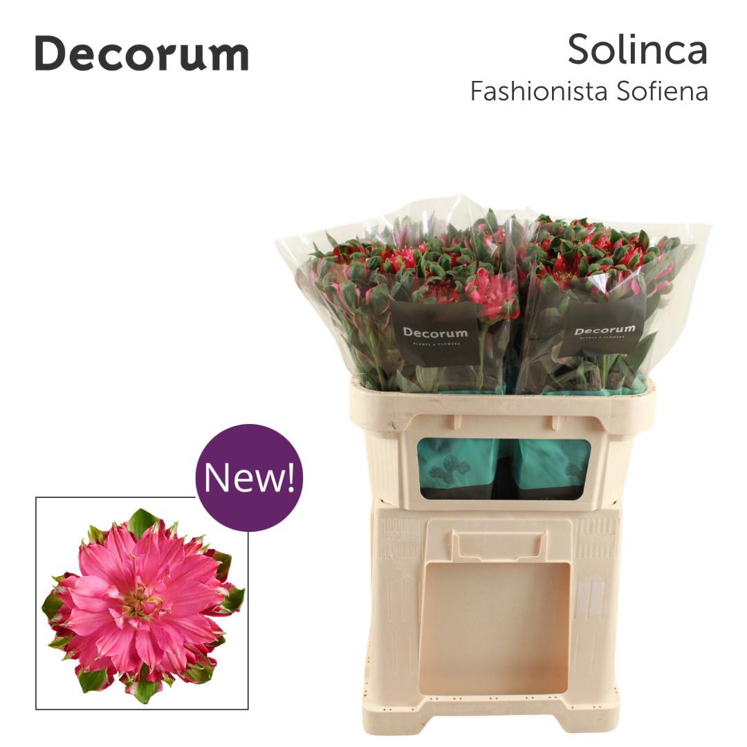 10x Alstroemeria fashionista sofiena 70cm