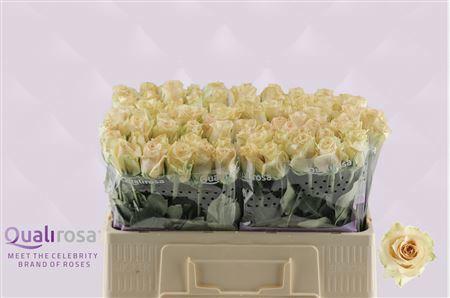10x Rosa quicksand 50cm