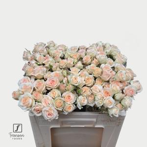 10x Rosa pinky promise 50cm