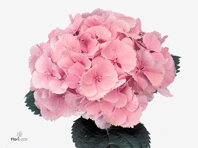 10x Hydr.elbtal roze 50cm