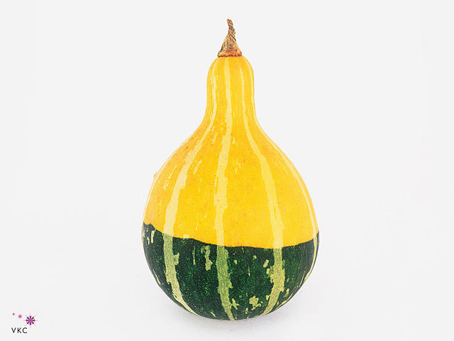 40x Sf cucurbita pear bicolor