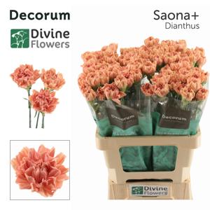 20x Dian.st.saona+ 60cm