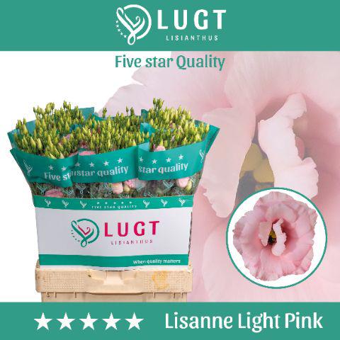 10x Eust.lisanne light pink du 70cm