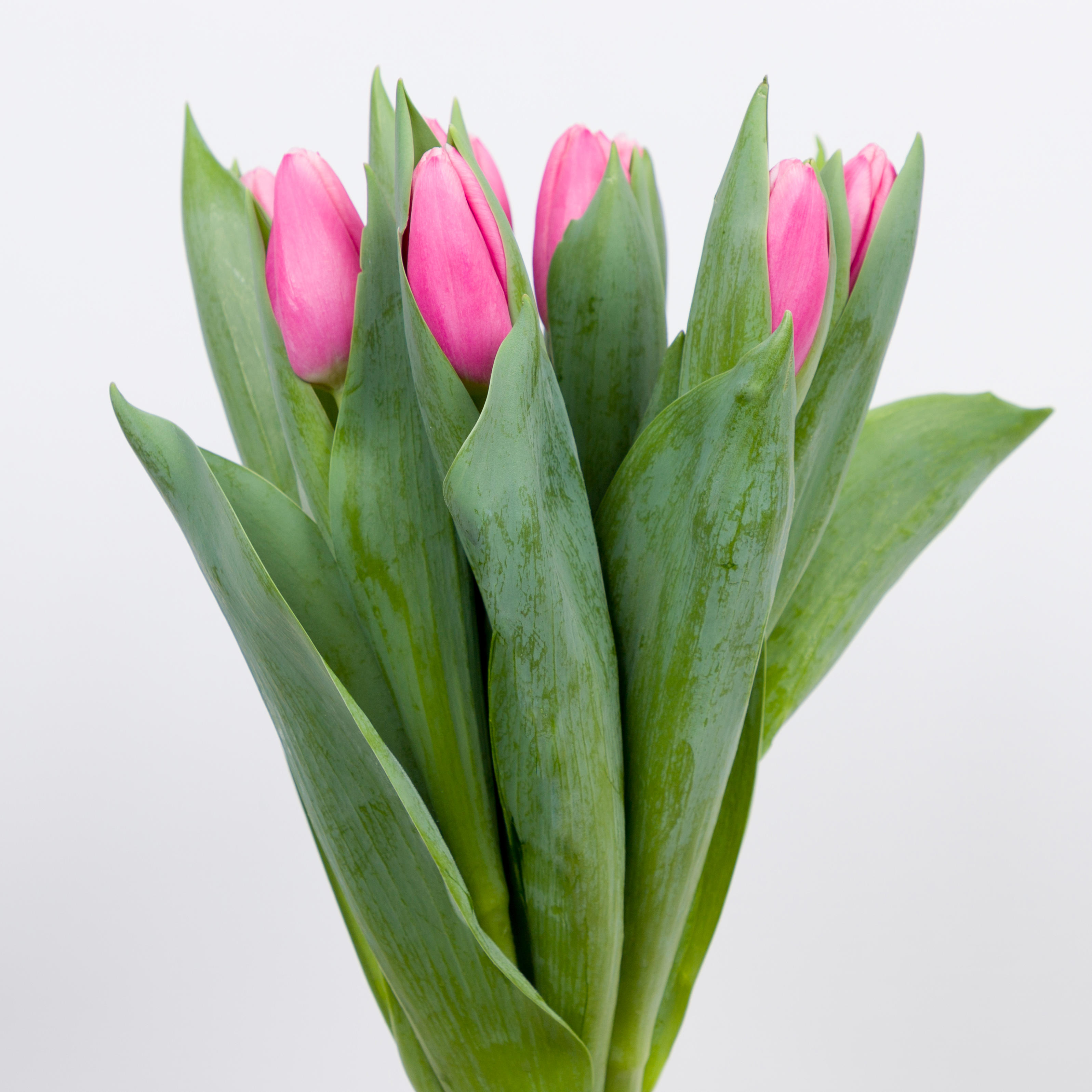 50x Tulipa milkshake en 40cm