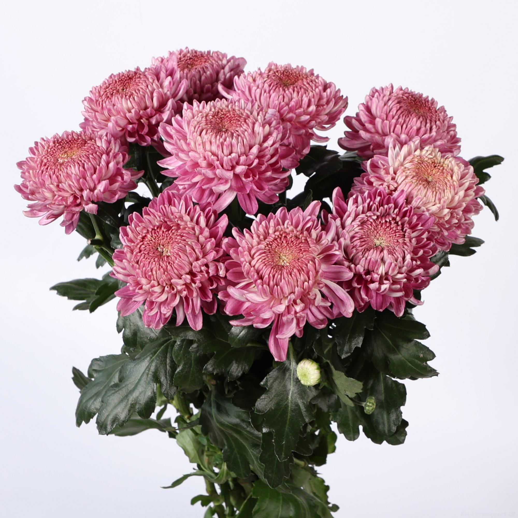 10x Chrysant bigoudi pink g 80cm