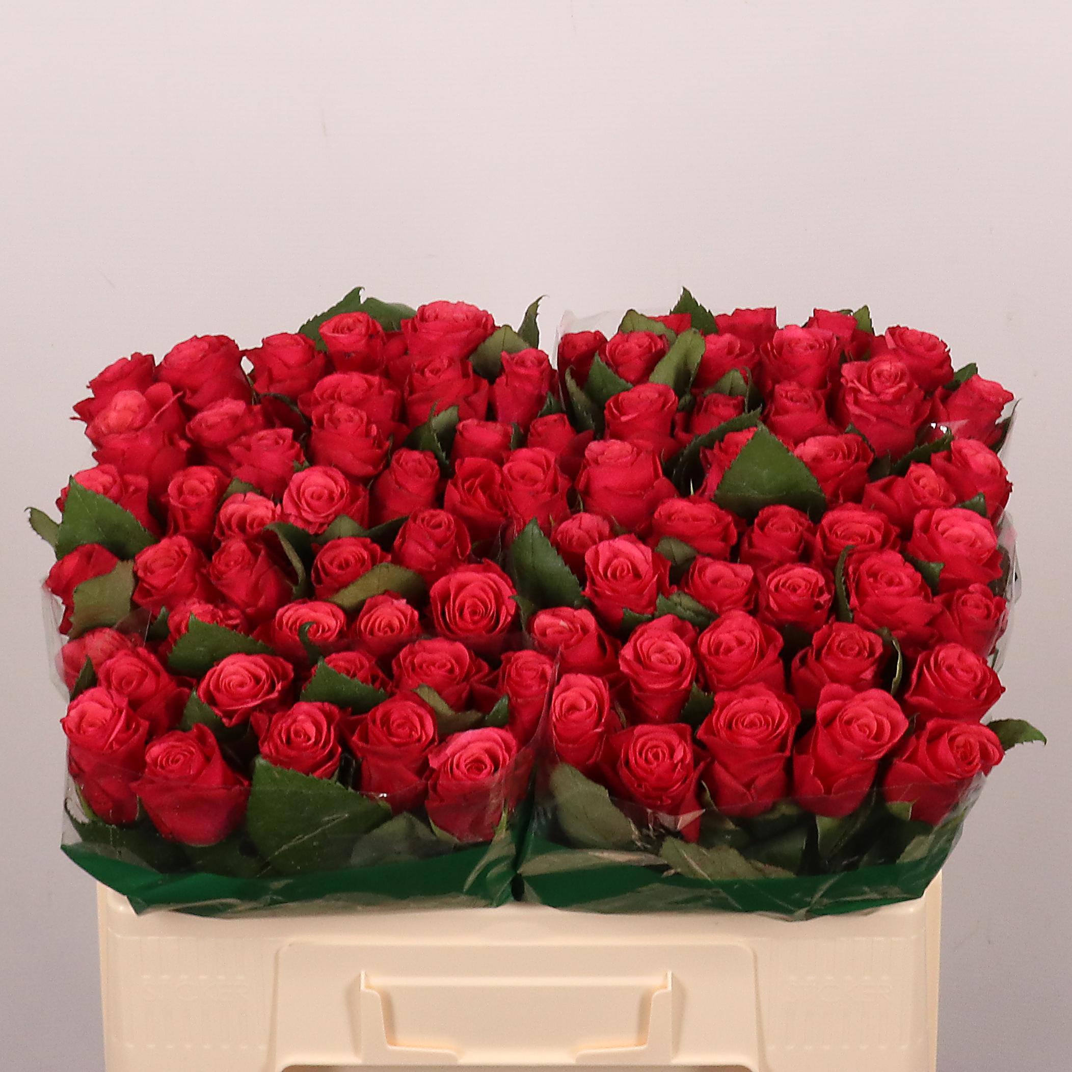 20x Rosa tacazzi+ 50cm