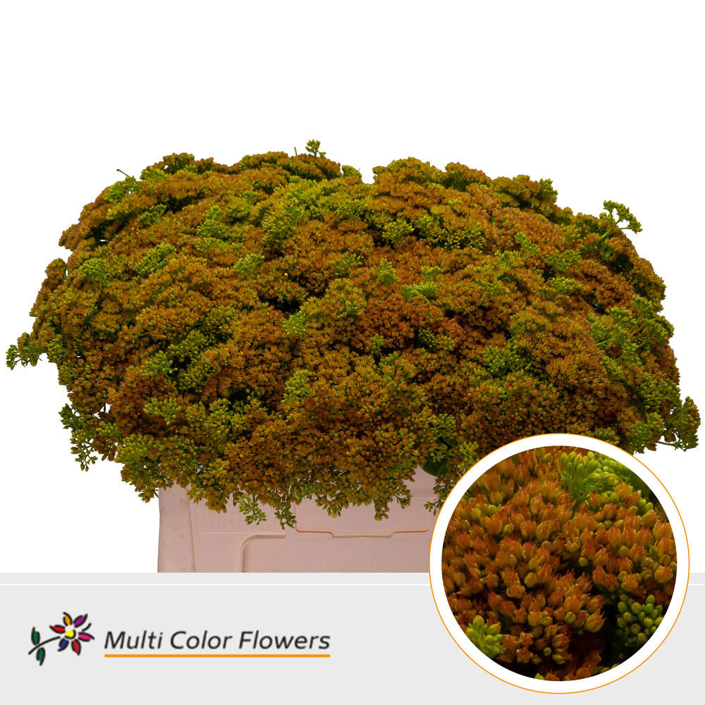 25x Sedum geel 50cm