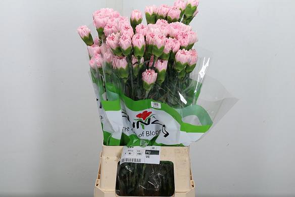 20x Dian.st.essiana 70cm