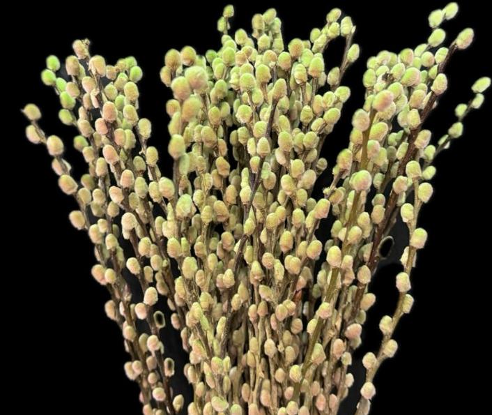 100x Tk salix katjes bubblicious 70cm