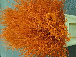 25x Tk myrica oranje 60cm