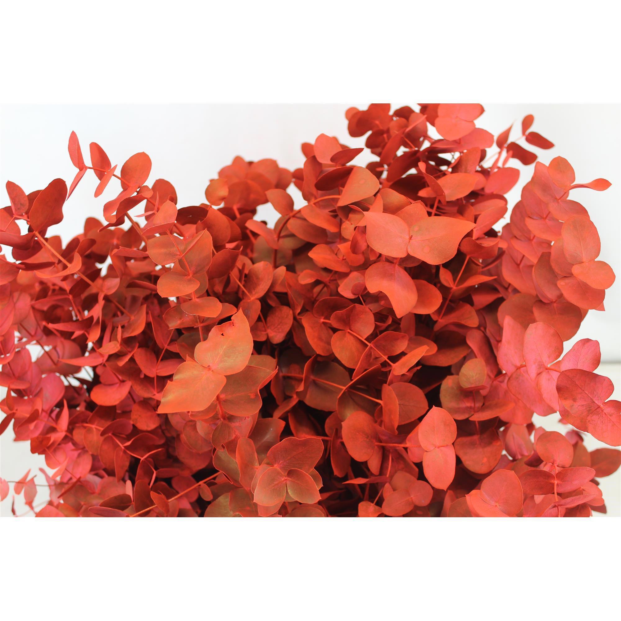 5x Sg eucalyptus cin.(v) rood 70cm