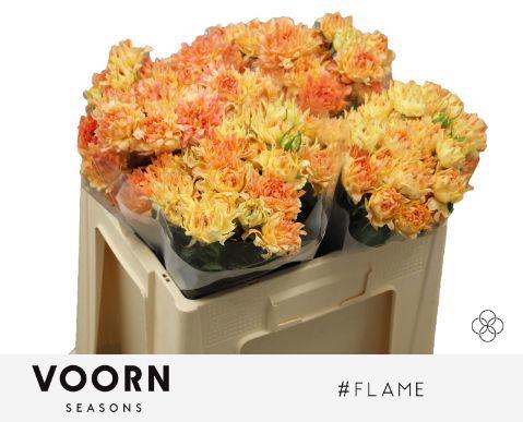 10x Rosa flame 50cm