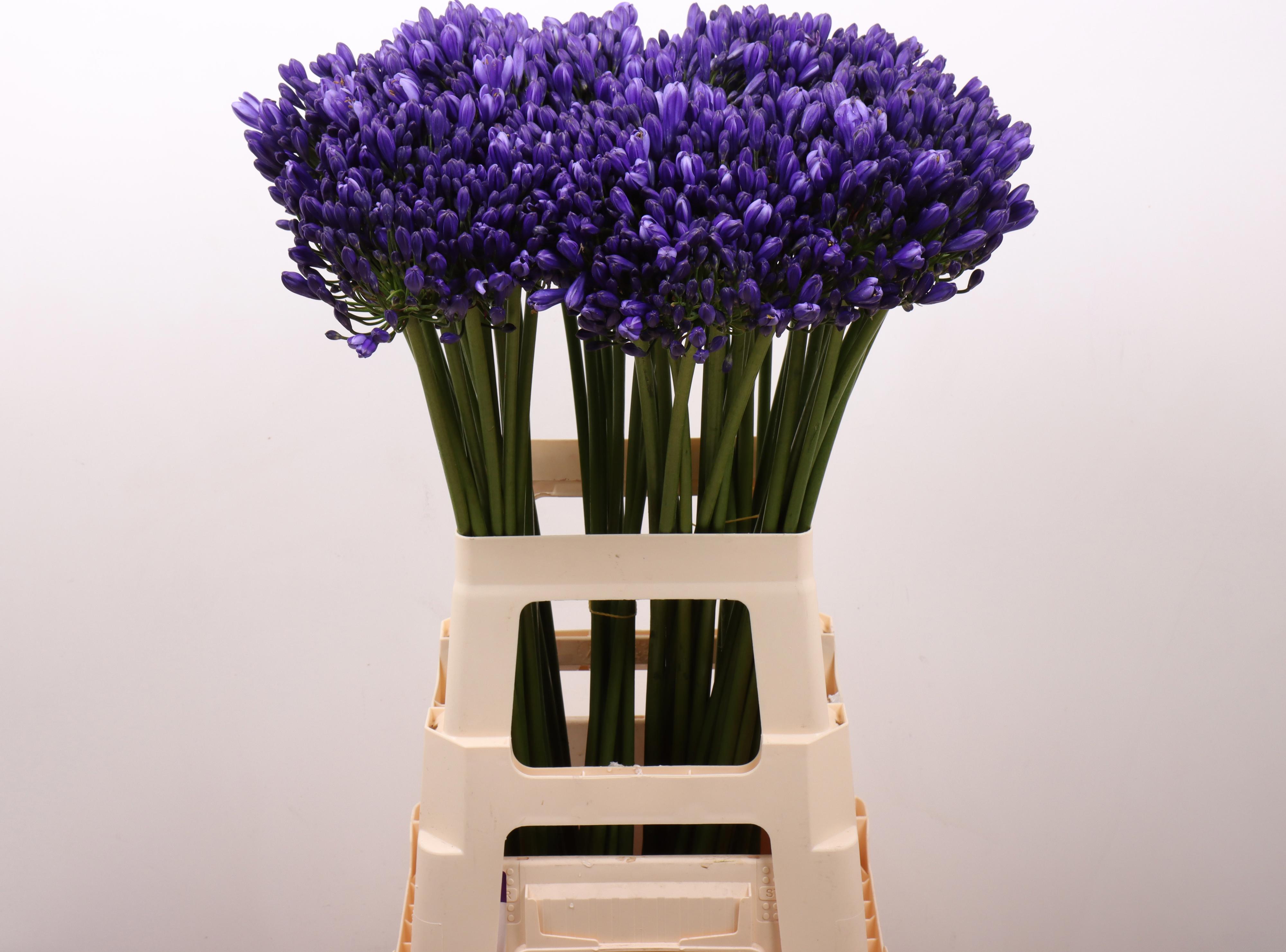 10x Agapanthus atlantic ocean 70cm