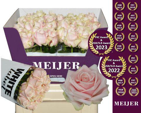 10x Rosa sweet avalanche+ 60cm