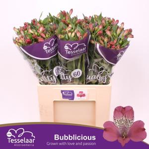 10x Alstroemeria bubblicious 60cm