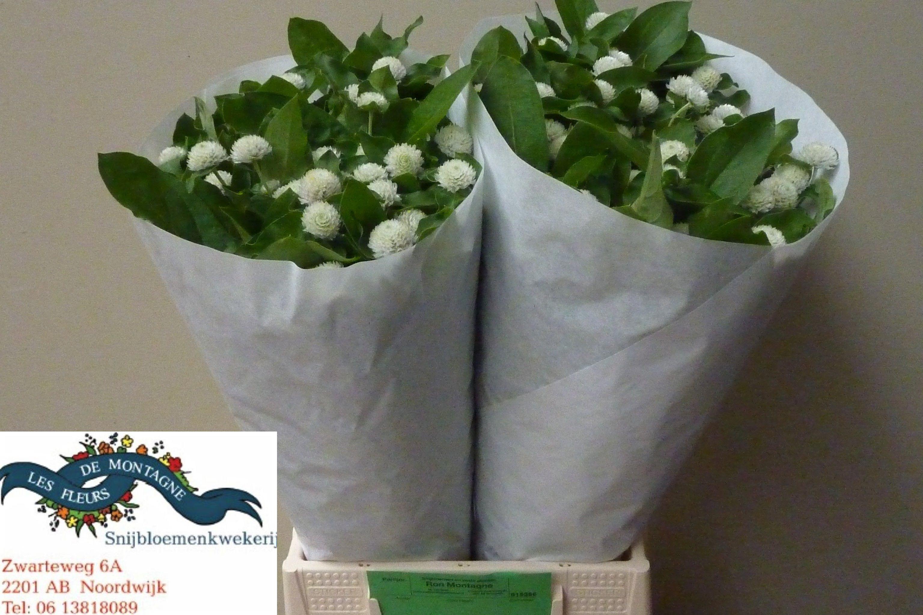 50x Gomphrena - wit 50cm