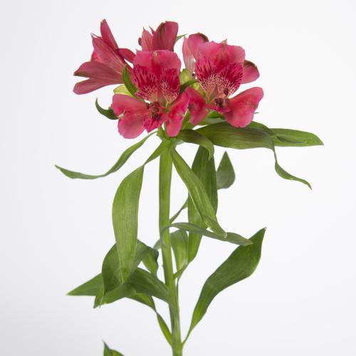 10x Alstroemeria panorama 70cm