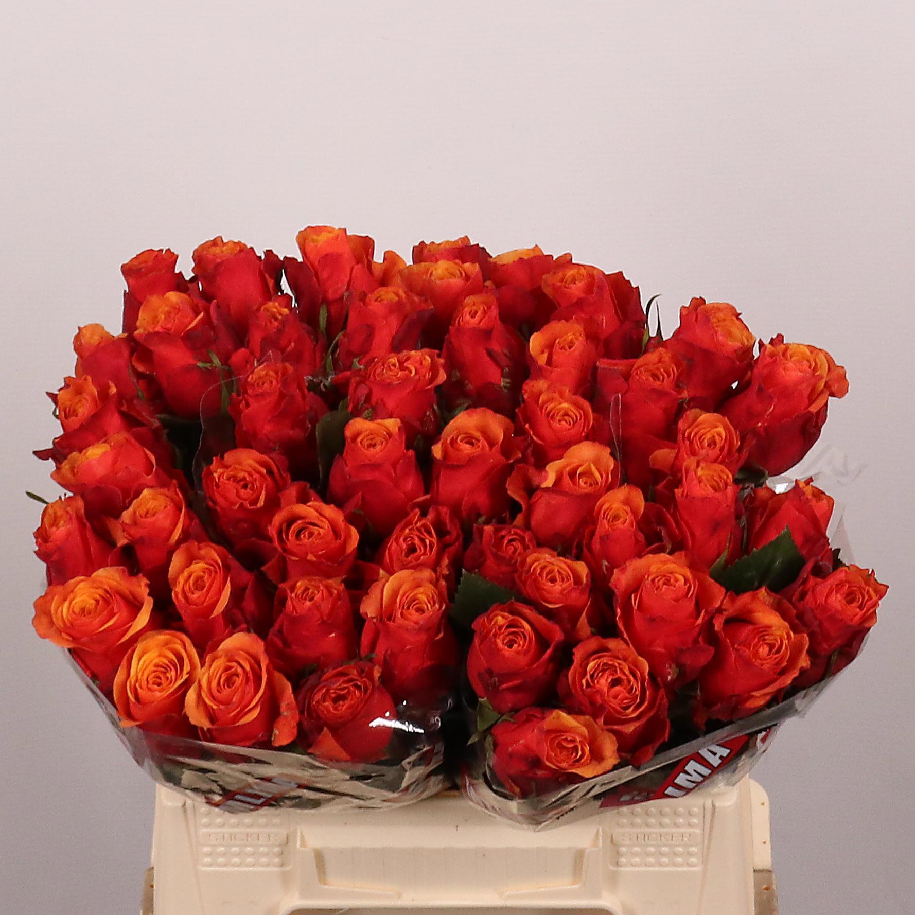 10x Rosa espana 40cm