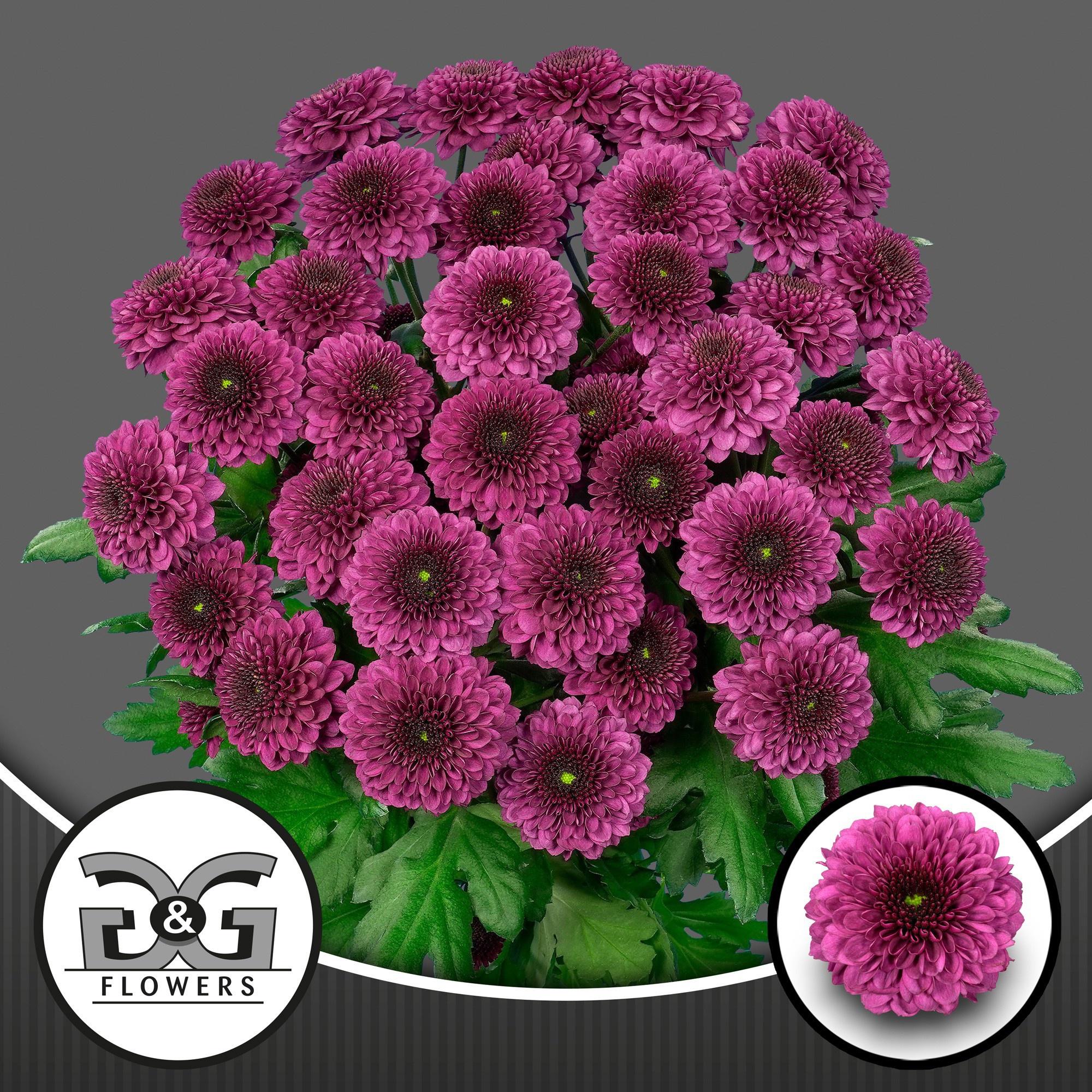 10x Chrysant pomavera 70cm