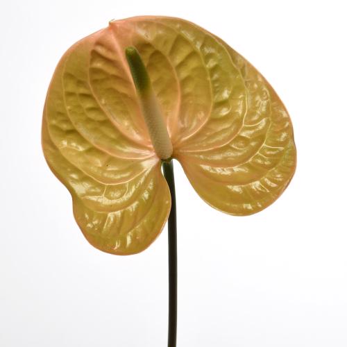 12x Anth.prestige 10cm