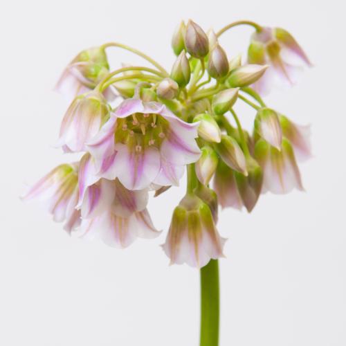 10x Allium siculum bulgar 80cm