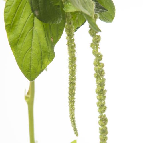 10x Amaran.hang green cord 70cm