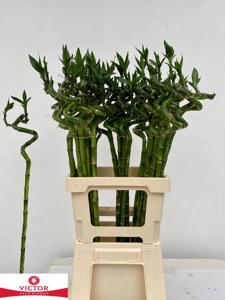 10x Sg drac.lucky bamboo 70cm