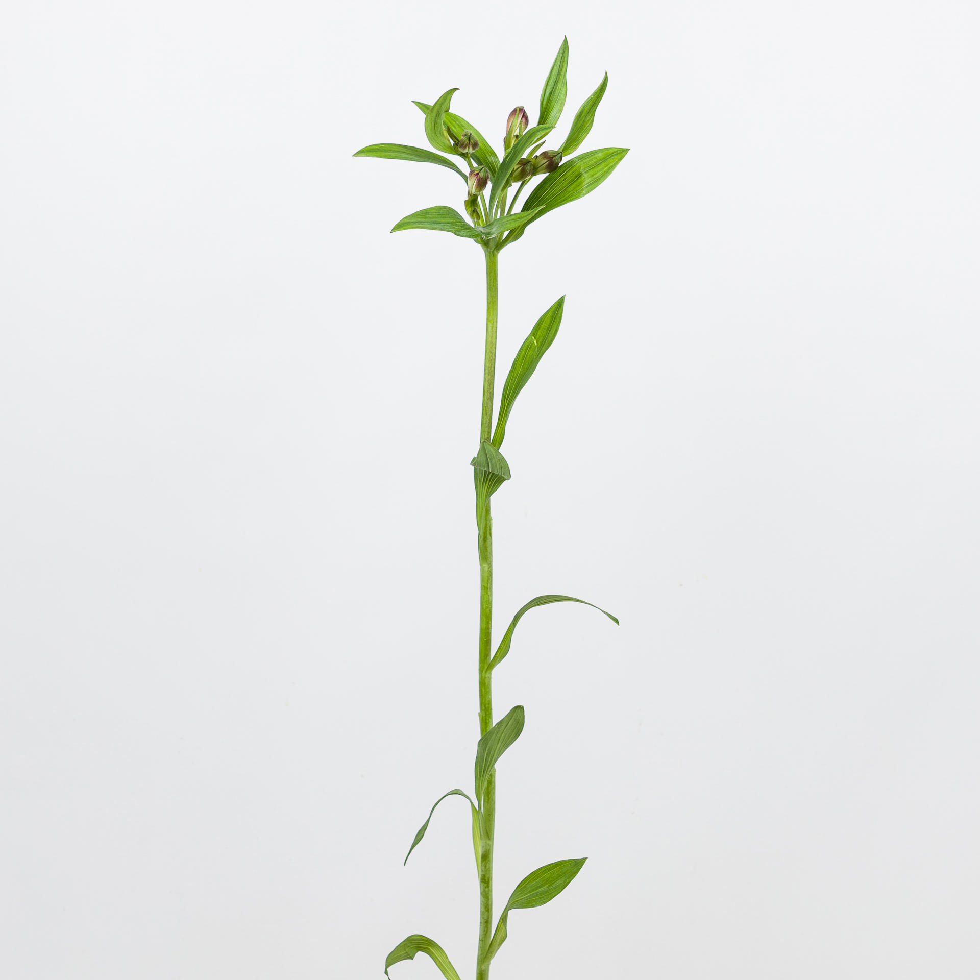 10x Alstroemeria carline 70cm