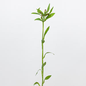 10x Alstroemeria carline 70cm