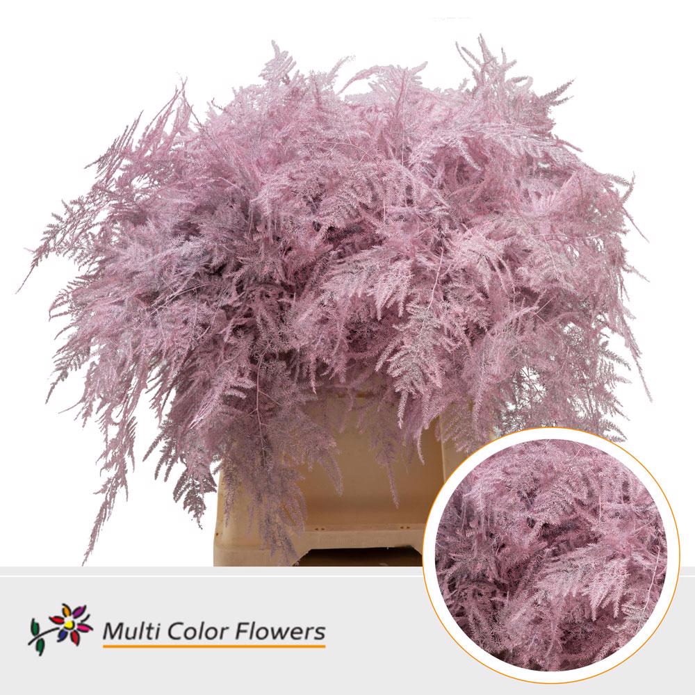 50x Aspar.set.1e veren roze 40cm