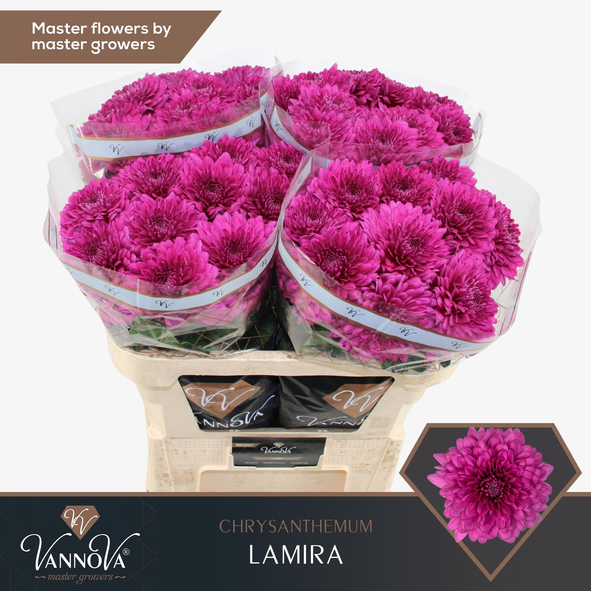 10x Chrysant lamira 70cm