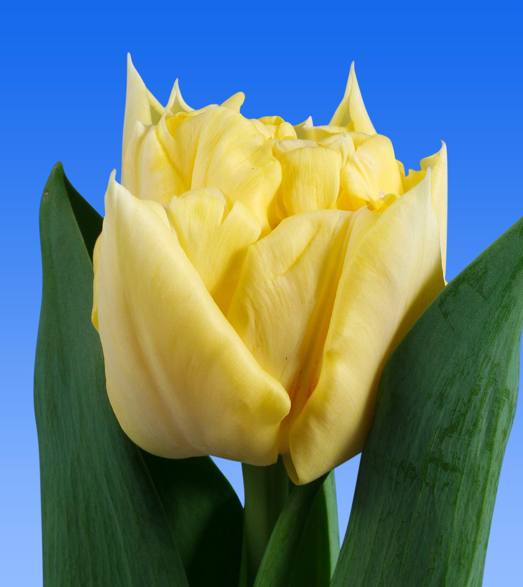 50x Tulipa avant garde du 30cm