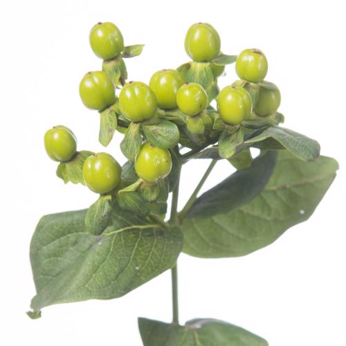 25x Hyper.mag.green power 50cm
