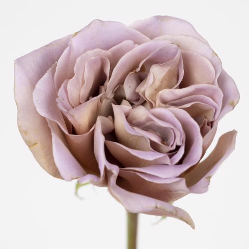 20x Rosa café latte 40cm