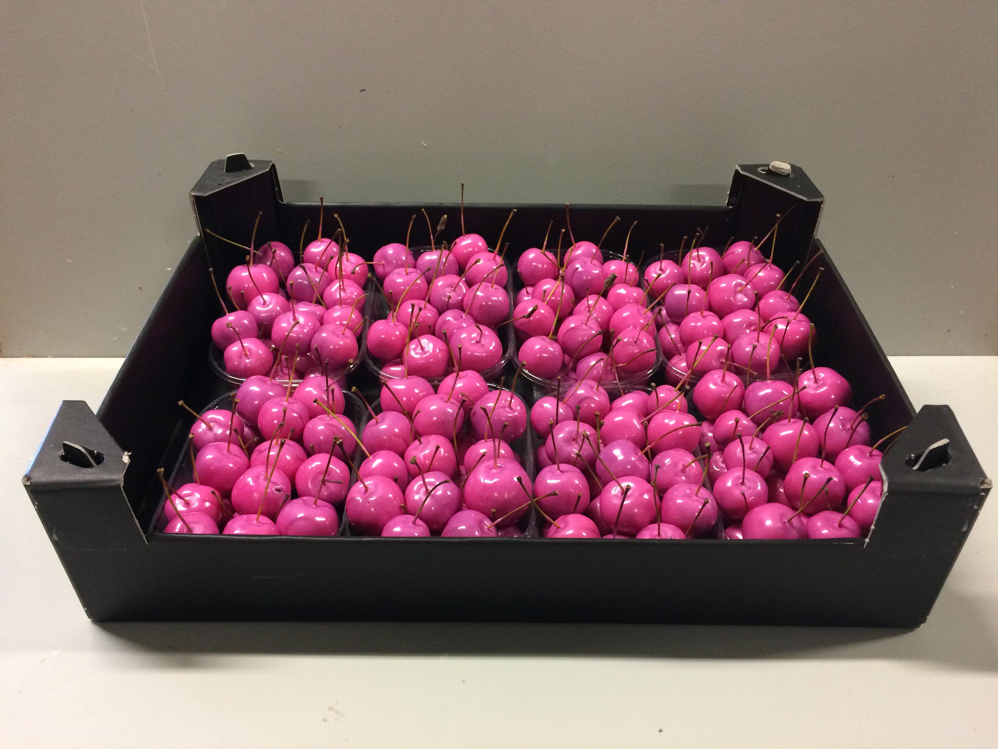8x Sf malus wax fuchsia