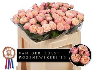 10x Rosa royal blush 50cm