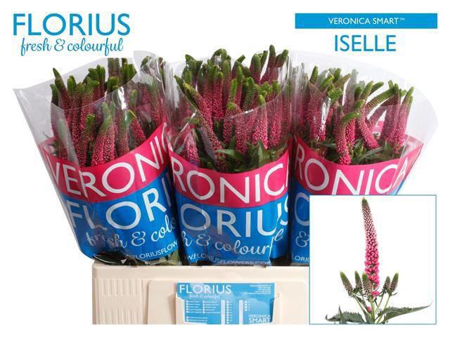 25x Veron.smart iselle 60cm