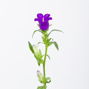 10x Camp.med.champ.blue 70cm