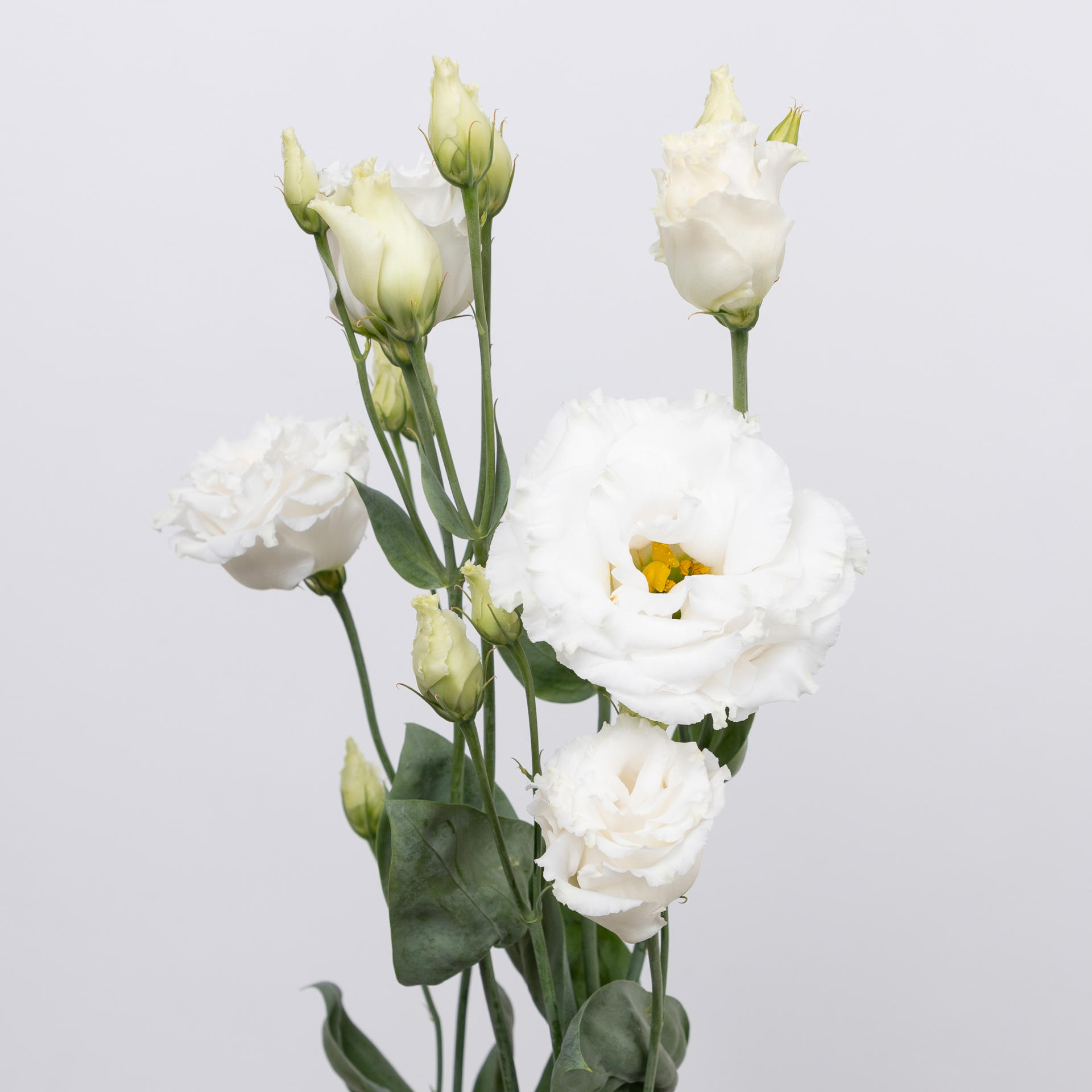 10x Eust.celeb chrystal du 70cm