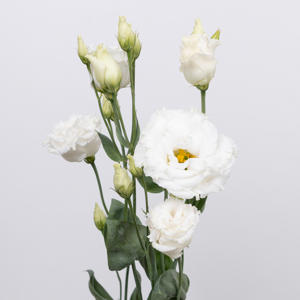 10x Eust.celeb chrystal du 70cm