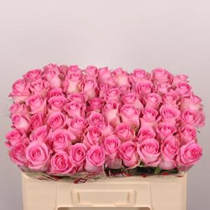 20x Rosa revival 50cm